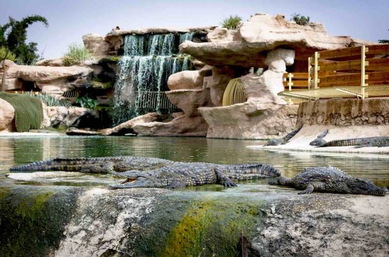 Ausflug / Tour: Croco-Parc Agadir